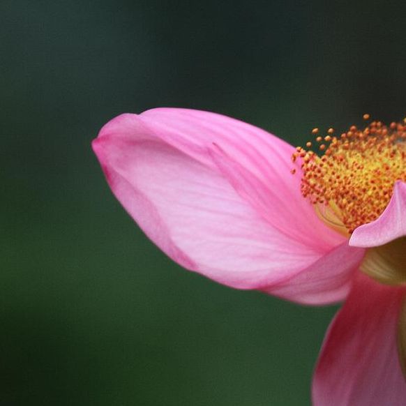 酒窝动漫最新版本值得下载吗?粉丝们:剧情更新精彩纷呈! 酒窝动漫最新版本值得下载吗?粉丝们:剧情更新精彩纷呈!