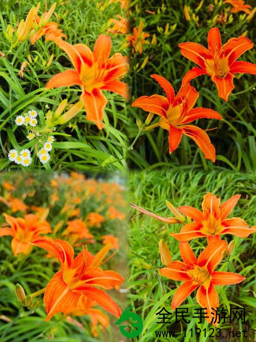 忘忧草视频在线:畅享无忧观影体验新天地 忘忧草视频在线:畅享无忧观影体验新天地