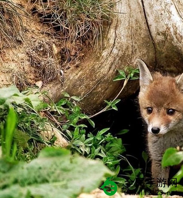 狐狸窝:揭秘森林中神秘巢穴 狐狸窝:揭秘森林中神秘巢穴