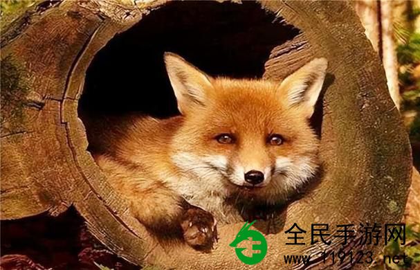 狐狸窝:揭秘森林中神秘巢穴 狐狸窝:揭秘森林中神秘巢穴