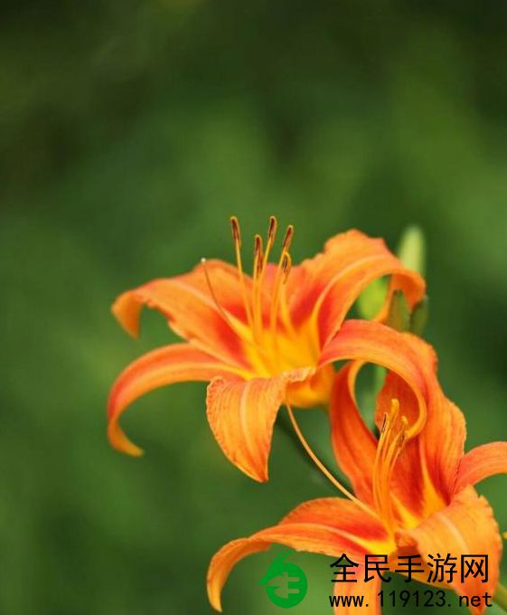 忘忧草.WYC.IA-忘忧草:如何利用WYC关键词提升网站流量