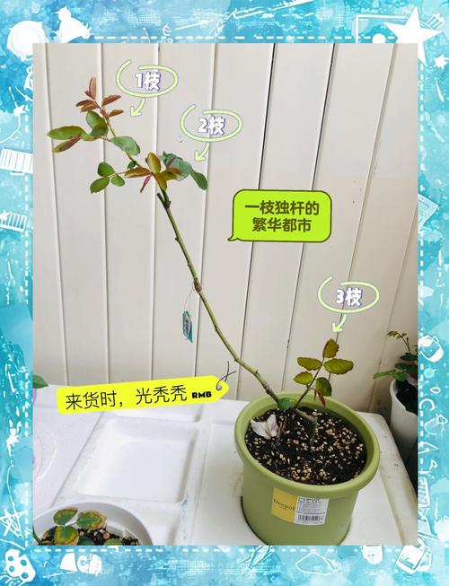 观月雏乃种子选购指南与栽培技巧:高发芽率品种养护全解析 观月雏乃种子选购指南与栽培技巧:高发芽率品种养护全解析