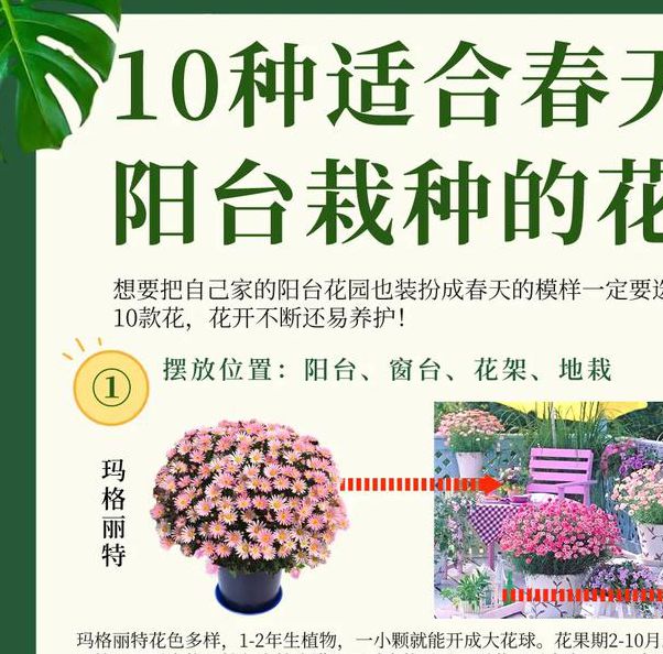 波兰菲古拉花卉种子种植技巧与品种特色全解析,打造私家花园新宠 波兰菲古拉花卉种子种植技巧与品种特色全解析,打造私家花园新宠