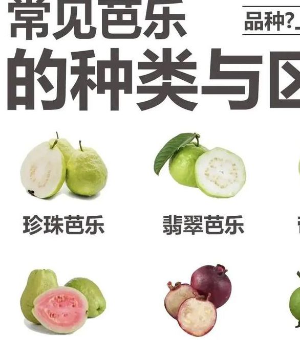 芭乐草莓榴莲大全:品种解析、营养功效与创意吃法指南 芭乐草莓榴莲大全:品种解析、营养功效与创意吃法指南