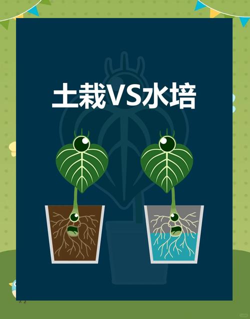传统土培vs水培技术:xrk81.×yz向日葵品种如何实现高产与病害防控双重突破? 传统土培vs水培技术:xrk81.×yz向日葵品种如何实现高产与病害防控双重突破?