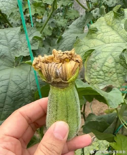 丝瓜向日葵芭乐草莓出现黄斑?揭秘小猪污现象的4种科学防治方案 丝瓜向日葵芭乐草莓出现黄斑?揭秘小猪污现象的4种科学防治方案