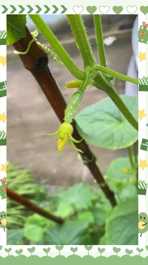 茄子丝瓜草莓香草榴莲汅种植秘诀:如何实现家庭菜园高产与生态平衡? 茄子丝瓜草莓香草榴莲汅种植秘诀:如何实现家庭菜园高产与生态平衡?