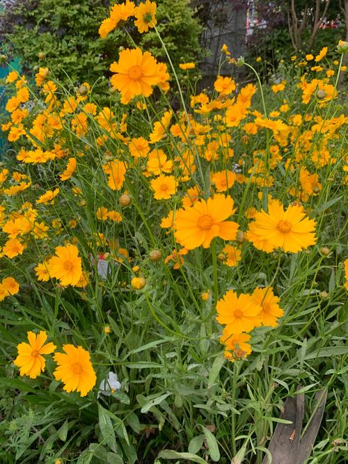 野花社区视频大全高清免费4 vs 专业平台：免费资源画质与安全深度评测