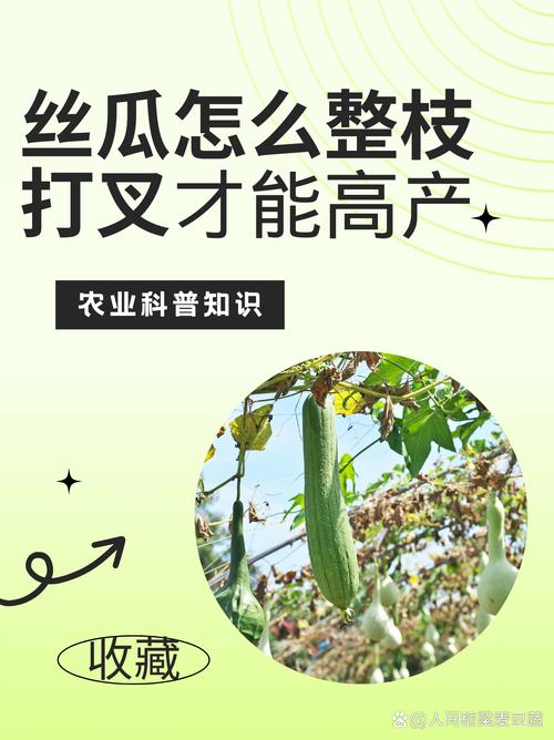 丝瓜绿巨人芭乐香蕉种植技巧：新手必看的高产健康秘诀