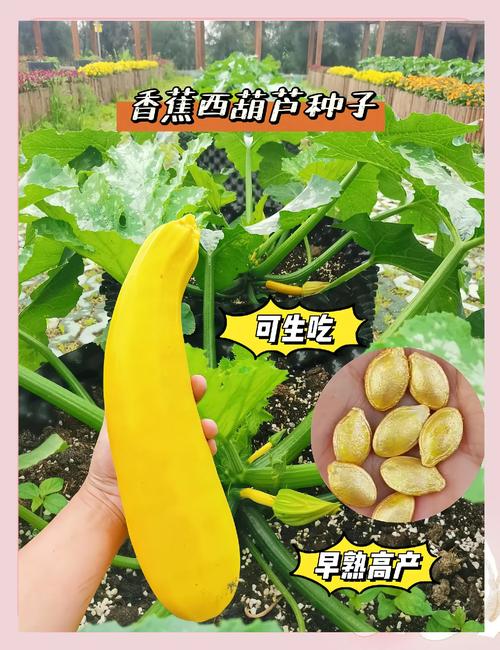 丝瓜绿巨人芭乐香蕉种植技巧：新手必看的高产健康秘诀