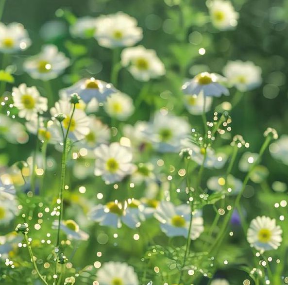 野花视频免费资源对比：在线观看视频8高清版与普通版画质实测解析