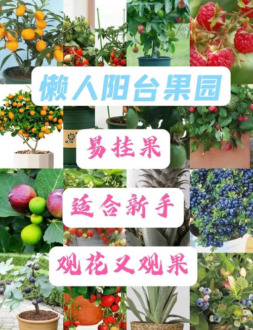 向日葵樱花草莓榴莲芒果四季种植指南：家庭阳台高产技巧与创意美食制作