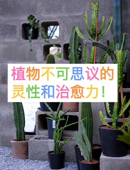 忘忧草专栏真的能缓解焦虑吗？揭秘5种科学验证的植物疗愈法