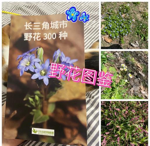 野花社区高清纪录片资源：免费获取自然科普与生态观察指南