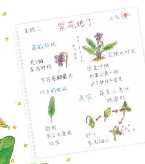 野花社区高清纪录片资源：免费获取自然科普与生态观察指南