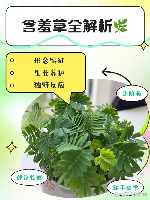 含羞草实验室麻豆团队如何用植物研究颠覆行业？揭秘小众项目的爆火逻辑