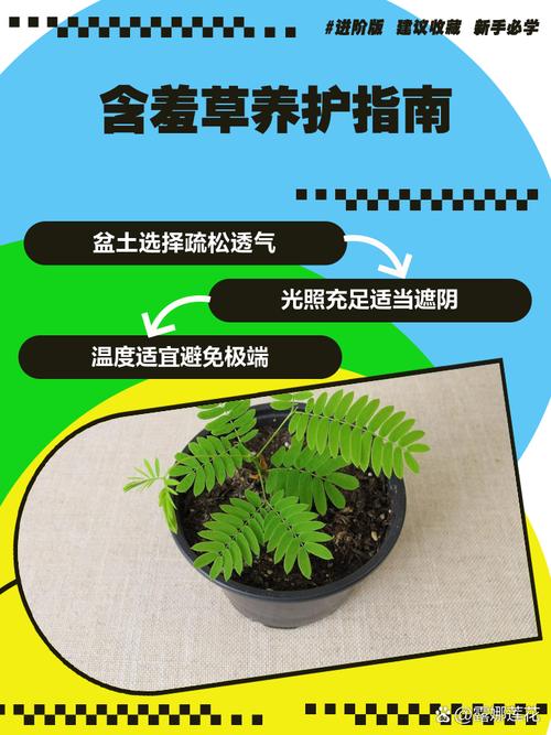 含羞草实验室麻豆团队如何用植物研究颠覆行业？揭秘小众项目的爆火逻辑