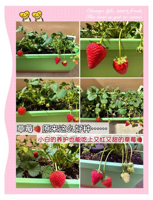 草莓苹果香蕉 vs 荔枝丝瓜小蝌蚪:家庭种植哪种更适合新手?种植技巧与经济效益深度对比 草莓苹果香蕉 vs 荔枝丝瓜小蝌蚪:家庭种植哪种更适合新手?种植技巧与经济效益深度对比