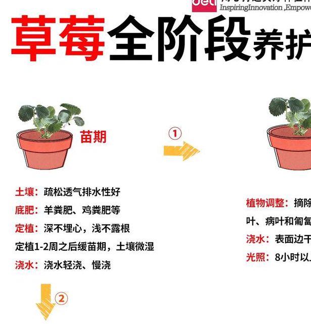草莓苹果香蕉 vs 荔枝丝瓜小蝌蚪:家庭种植哪种更适合新手?种植技巧与经济效益深度对比 草莓苹果香蕉 vs 荔枝丝瓜小蝌蚪:家庭种植哪种更适合新手?种植技巧与经济效益深度对比