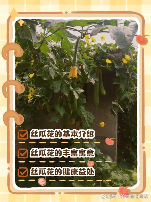 如何利用丝瓜与向日葵打造家庭健康小花园?8008幸福宝养护秘诀大公开 如何利用丝瓜与向日葵打造家庭健康小花园?8008幸福宝养护秘诀大公开