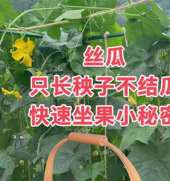 如何免费获取香蕉黄瓜丝瓜绿巨人樱桃？5大实用方法助你实现果蔬自由