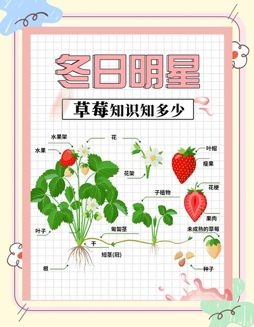 草莓榴莲丝瓜小猪资源免费获取技巧：实用指南助力高效创作与灵感挖掘