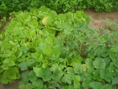 丝瓜向日葵草莓如何高产？鸭脖小猪免费视频版隐藏哪些种植秘诀？