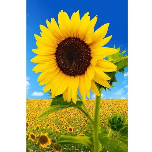 XRK1_3_.apk向日葵安装包官方正版下载指南：5大常见问题解析与安全使用教程（资深工程师推荐）