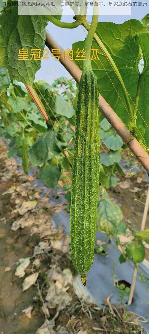 抖音樱桃丝瓜绿巨人黄瓜解锁版：3大隐藏功能+5种实用技巧（附资源获取指南）