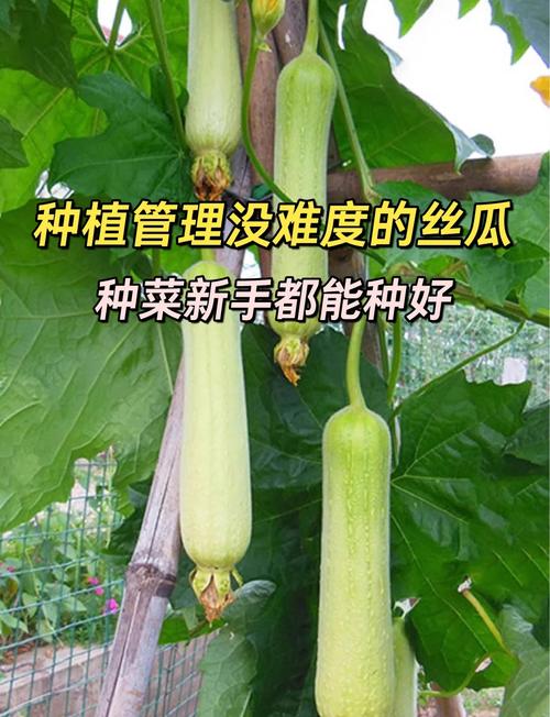 5大家庭种植防虫秘诀：樱桃丝瓜绿巨人黄瓜茄子养护指南+小风扇科学使用技巧