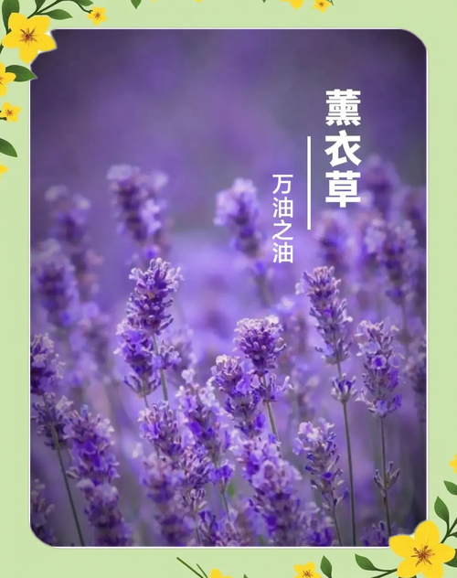 5大权威平台解析：薰衣草实验研究所免费入口及科学实验视频资源