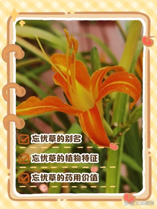 蜜芽miya188mon忘忧草真的能缓解焦虑吗?天然植物精华的深度解析与用户反馈 蜜芽miya188mon忘忧草真的能缓解焦虑吗?天然植物精华的深度解析与用户反馈