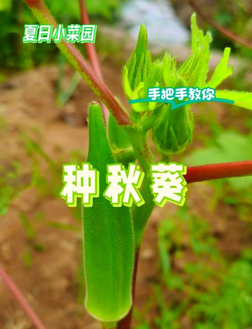 5种免费获取丝瓜秋葵榴莲草莓向日葵种苗的实用攻略(附种植技巧) 5种免费获取丝瓜秋葵榴莲草莓向日葵种苗的实用攻略(附种植技巧)