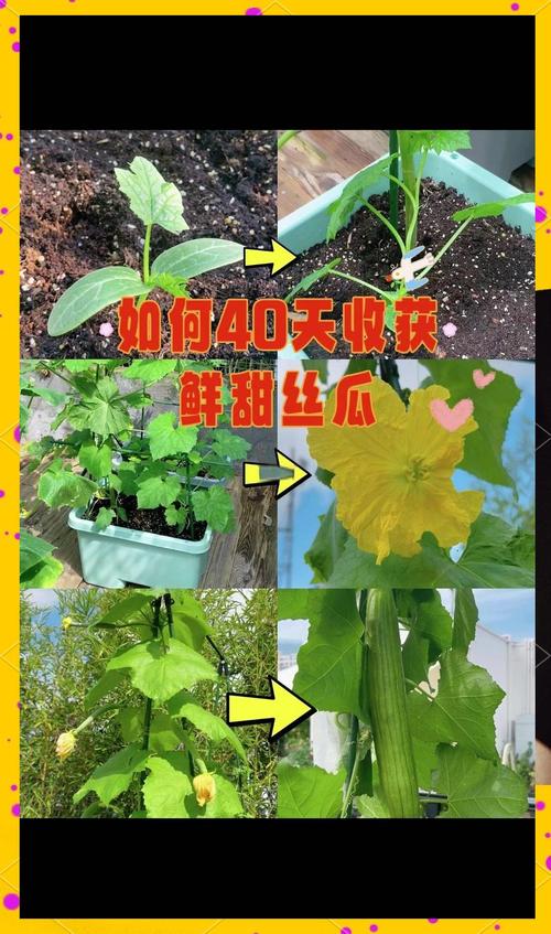 5种免费获取丝瓜秋葵榴莲草莓向日葵种苗的实用攻略(附种植技巧) 5种免费获取丝瓜秋葵榴莲草莓向日葵种苗的实用攻略(附种植技巧)