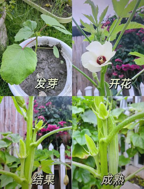 5种免费获取丝瓜秋葵榴莲草莓向日葵种苗的实用攻略(附种植技巧) 5种免费获取丝瓜秋葵榴莲草莓向日葵种苗的实用攻略(附种植技巧)