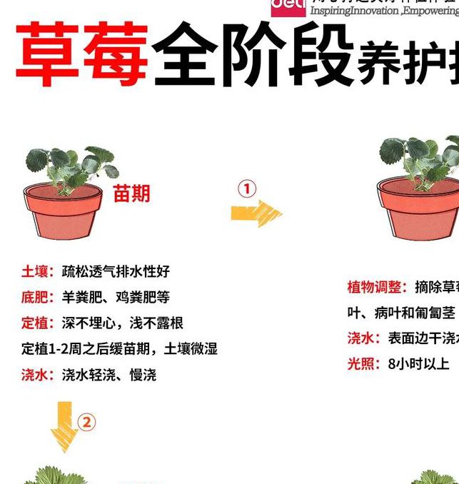 草莓向日葵丝瓜小猪：家庭种植与萌宠养护的3大实用技巧
