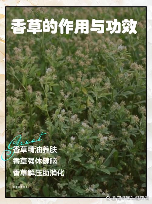 香草视频无限版5大核心优势解析：高清资源、免费追剧技巧与避坑指南