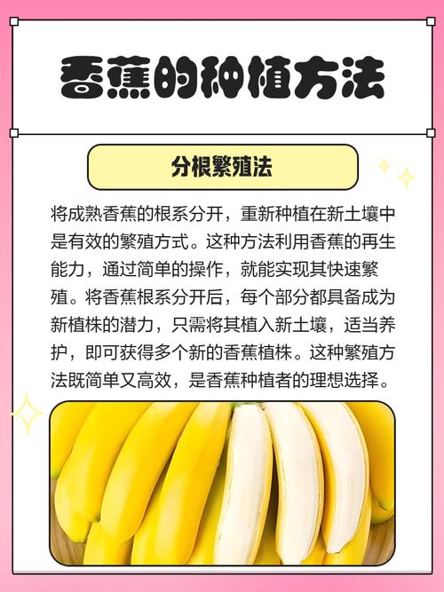 如何免费获取草莓榴莲向日葵秋葵香蕉的种植技巧？专家分享5大实用方法