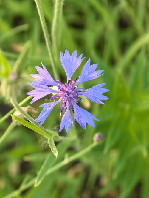 哪里能找到高清野花视频大全？3个免费在线播放平台推荐