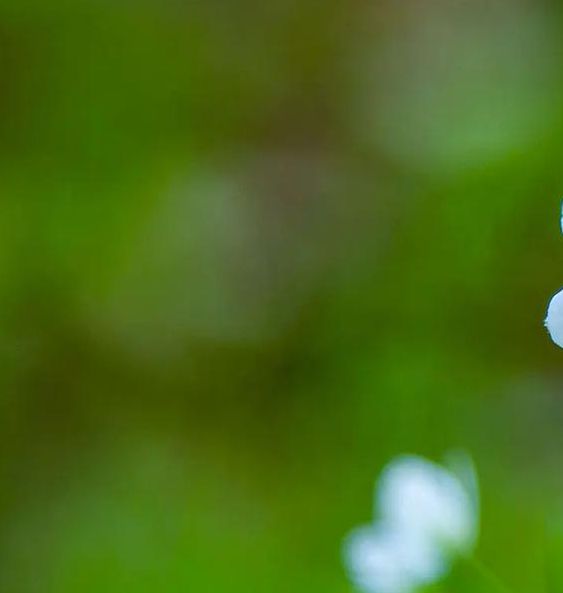 哪里能找到高清野花视频大全？3个免费在线播放平台推荐