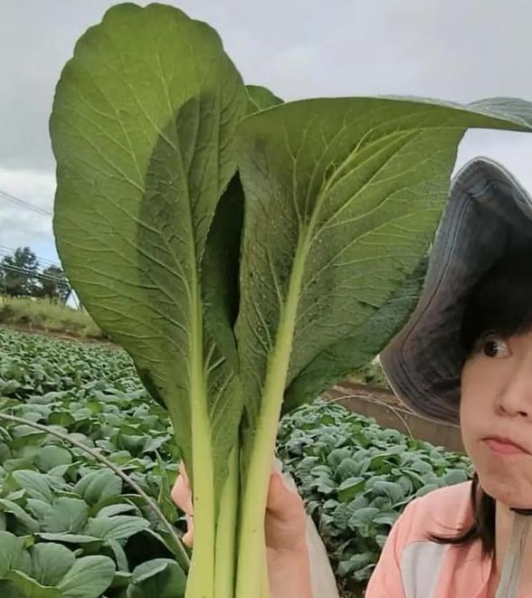 农人小松如何靠种菜年入百万？揭秘农村创业的三大秘诀！