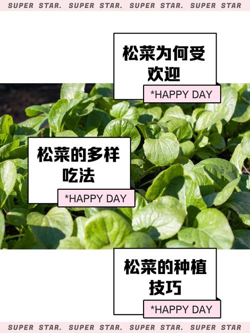 农人小松如何靠种菜年入百万？揭秘农村创业的三大秘诀！