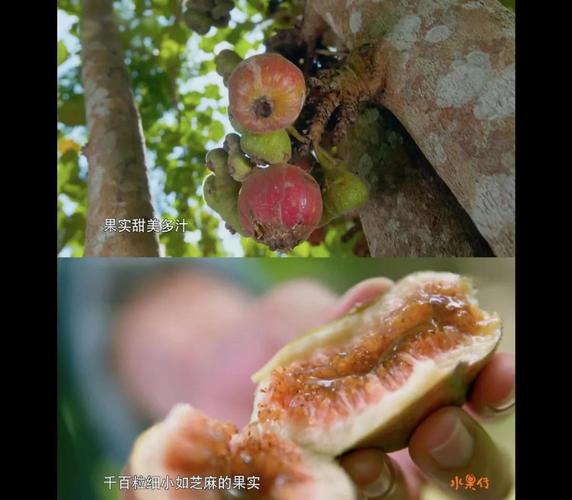 水果主题影视推荐 vs 宅男兴趣内容：哪些平台能满足多元观影需求？