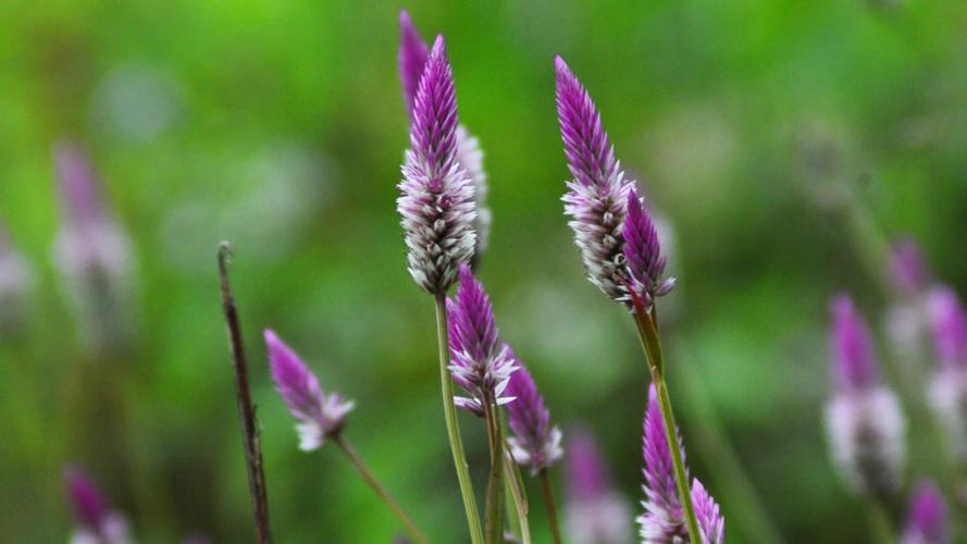 野花视频在线观看最新神马：高清资源免费观看的三大高效解决方案