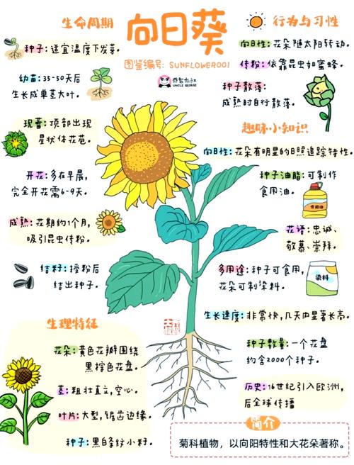 向日葵在夜晚绽放的独家解析：科学原理与百度网盘资源全攻略