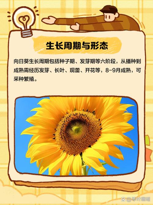 向日葵在夜晚绽放的独家解析：科学原理与百度网盘资源全攻略