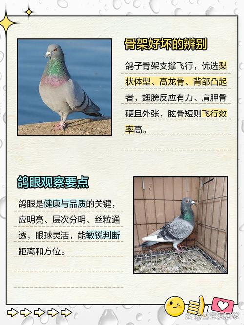 为何搜鸽网app备受用户青睐?核心优势解析与高效使用技巧全攻略 为何搜鸽网app备受用户青睐?核心优势解析与高效使用技巧全攻略