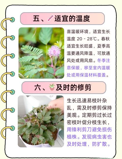 含羞草为何会害羞?揭秘叶子闭合原理与养护技巧 含羞草为何会害羞?揭秘叶子闭合原理与养护技巧