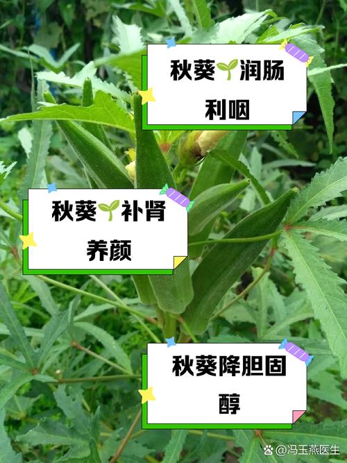 秋葵男人的加油站：揭秘秋葵对男性健康的科学依据及高效食用方案