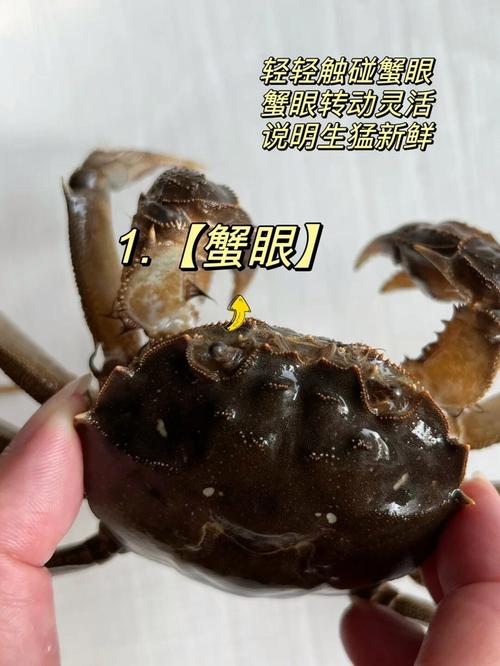 【揭秘】螃蟹影视免费观看的隐藏技巧,为何千万用户直呼超值? 【揭秘】螃蟹影视免费观看的隐藏技巧,为何千万用户直呼超值?